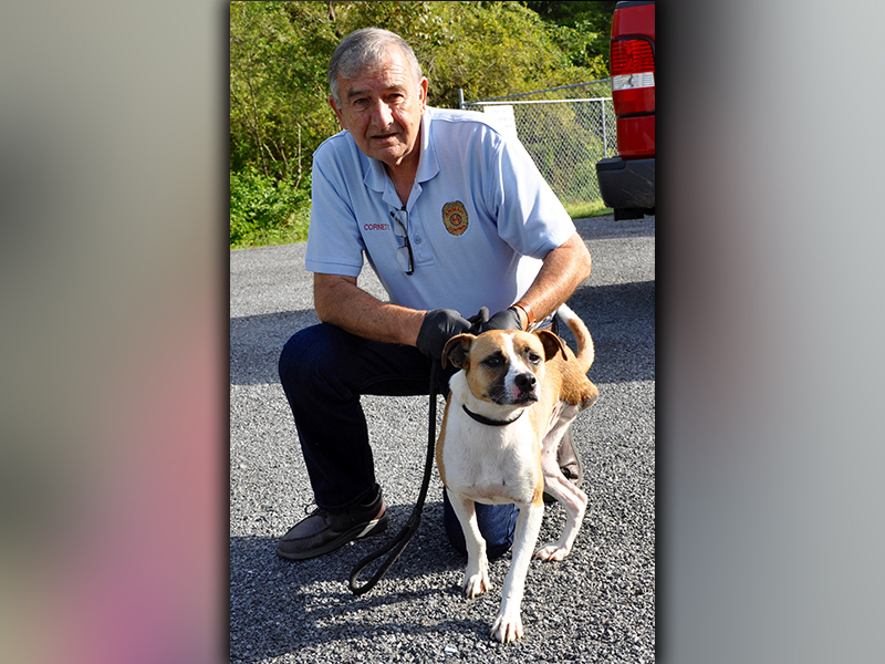 This male Feist mix was picked up on Blue Bird Road in Morganton August 26. With just three legs, he is full of life! He is short haired and has a white coat with blonde patches. View him using Animal Control number 241-20. He is shown with Animal Control officer J.R. Cornett.