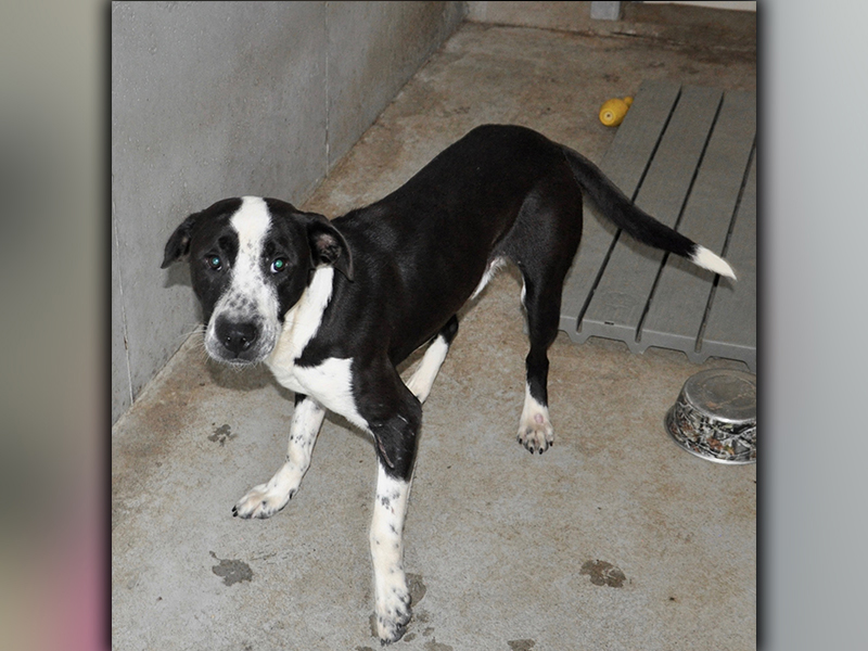 This male mix was picked up on Deer Trail in Morganton August 21. He has a sleek black coat with white patches. He is on the larger side. View him using intake number 237-20.