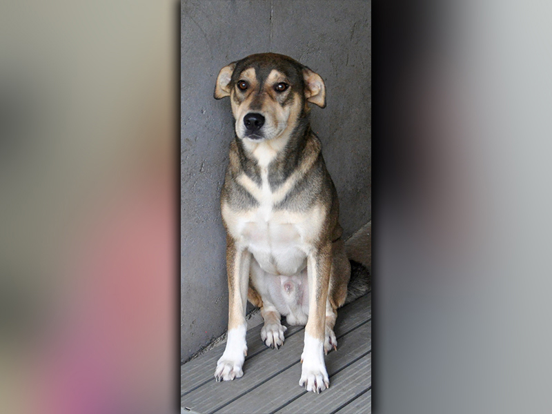 This male Shepherd mix, named Loki, is an owner surrender. He has a lighter, sable coat and loves attention. View him using intake number 256-20.