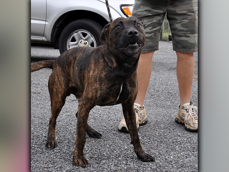 This male, Pit Bulldog mix was picked up on Murphy Highway in Mineral Bluff July 7. He is a fun guy with a black, brindle coat. View him using intake number 195-20.