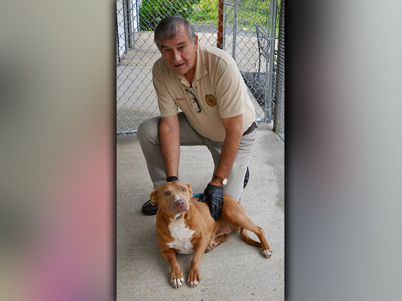 This female Bulldog mix was picked up on Majesty Lane in Epworth September 21. She has a short, red coat with a white chest. This girl is very sweet. View her using intake number 271-20. She is shown with Animal Control officer J.R. Cornett.