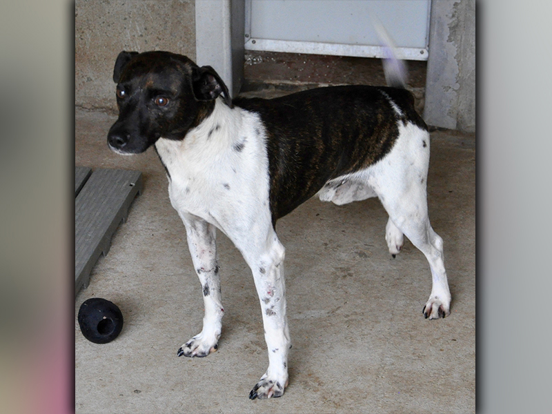This male, Fiest mix was found in Cashes Valley in Epworth September 18. He has a white coat with dark, brindle patches. He is very sweet. View him using intake number 266-20.