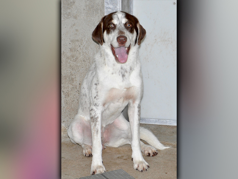 This female Spaniel is an owner surrender and is ready for a new home. She has a soft, white coat with little, brown spots. She is friendly and likes to run. View her using intake number 222-20.