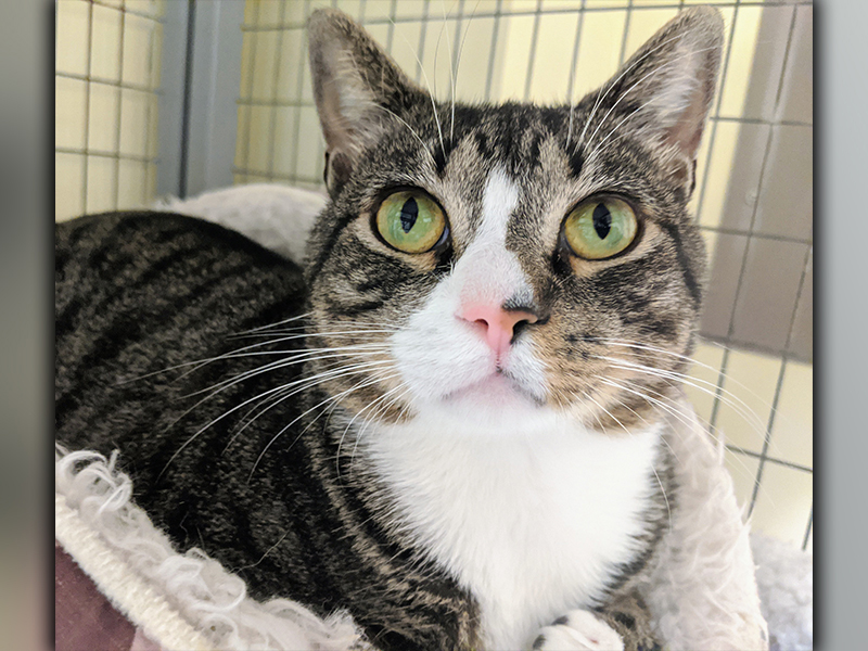 The Humane Society of Blue Ridge cat of the week is Ozzie. He is a calm, quiet and playful two-year-old bundle of joy. His beautiful green eyes will captivate you. Ozzie is microchipped, neutered and current on his vaccinations. Contact the Adoption Center at 706-632-4357 for more information about Ozzie.