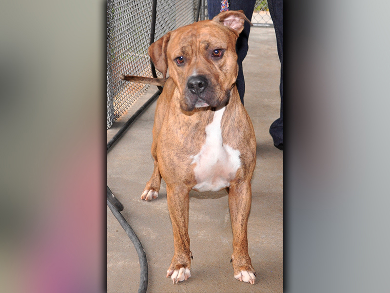 This male Bull Mastiff was picked up in the City of Blue Ridge July 10. He has a caramel, brindle coat with sweet, puppy dog eyes. He is very loving. View him using intake number 198-20.