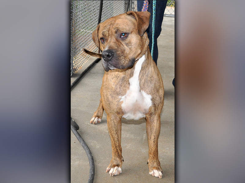 This male Bull Mastiff was picked up in the City of Blue Ridge July 10. He has a caramel, brindle coat. He is a sweetie, and volunteers have named him Eli. View him using intake number 198-20.