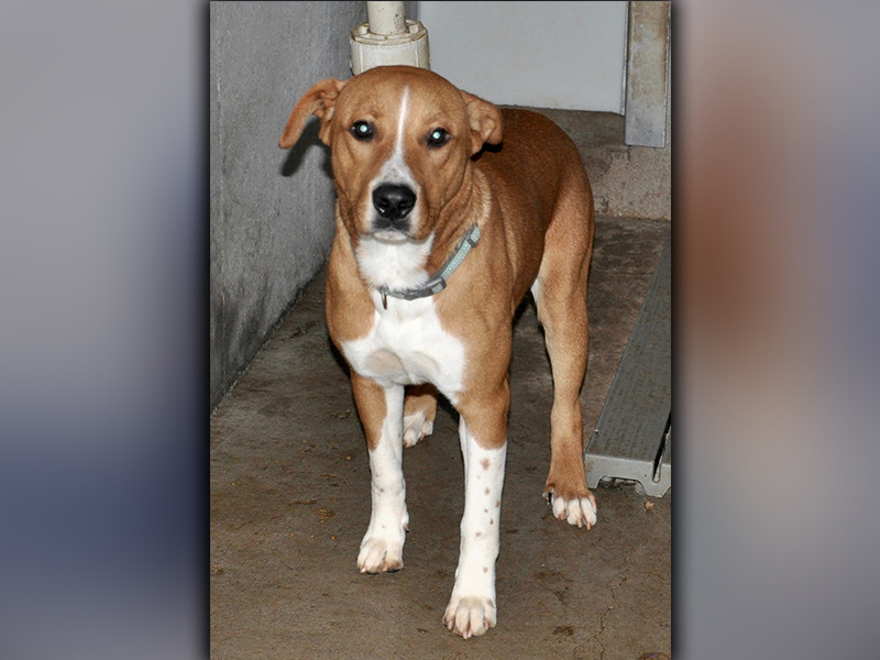 This male Hound mix is an owner surrender who was dropped of at Animal Control October 19. He has a short, orange coat with white patches. View him using intake number 299-20.