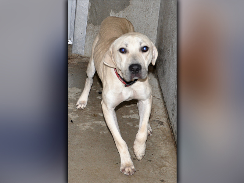 This male Lab was picked up in Blue Ridge October 13. He is very malnourished, but has a beautiful white, sand coat. He is ready for some loving. View him using intake number 292-20.