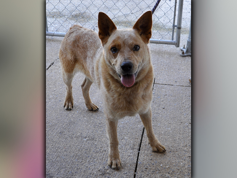This male, Red Heeler was picked up on Mountain View Church Road in Blue Ridge September 29. This boy has a white coat with red speckles. View him using intake number 276-20.