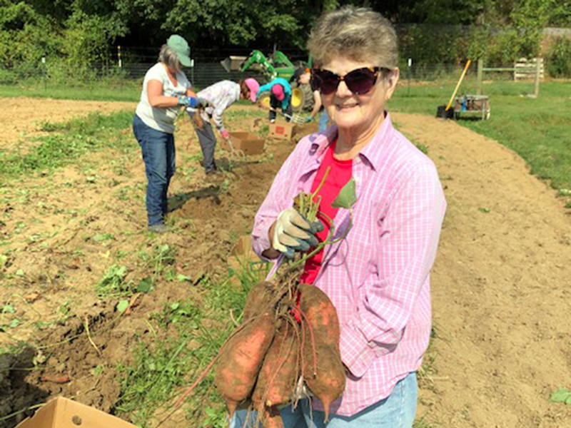 Priscilla Cashman holds up several sweet potatoes that were harvested this season in Feed Fannin’s garden.