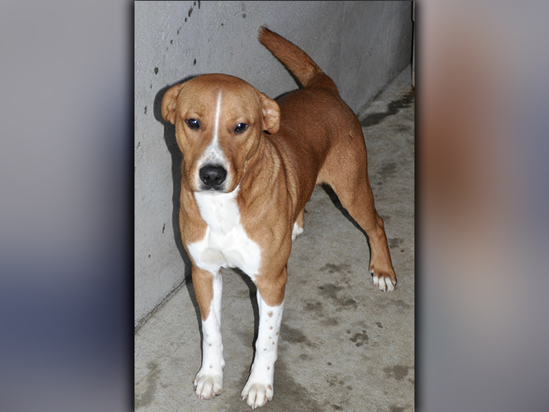This male, Hound mix is an owner surrender and has been at Animal Control since October 19. He has a short, orange coat with white patches. View him using intake number 299-20.
