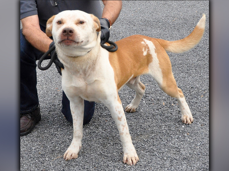 This Bulldog mix was picked up on Murphy Highway in Mineral Bluff October 16. He has a white coat with orange patches. View him using intake number 295-20.