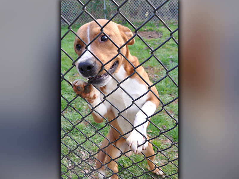This male, Hound mix is an owner surrender who was left October 19. He has a light brown coat with patches of white. He’s a sweetie. View him using intake number 299-20.
