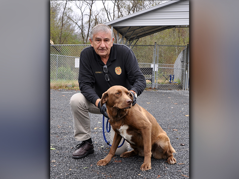 This chocolate Lab was picked up at Lebanon Church October 27. He has a longer, chocolaty coat with caramel colored eyes. He’s a good boy. View him using intake number 302-20. He is shown with Animal Control officer J.R. Cornett.