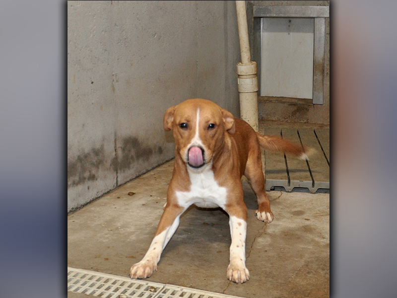 This male mix is an owner surrender who’s been at Animal Control since October 19. He has a short, orange coat with white patches. He is very playful. View him using intake number 299-20.