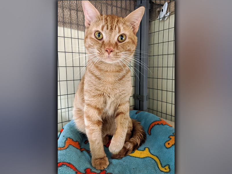 The Humane Society of Blue Ridge cat of the week is Ford. He is two years old and has an ultrasoft orange coat. Ford loves people and it revs his engine when you rub his tummy! He is microchipped, neutered and current on his vaccinations. Contact the Adoption Center at 706-632-4357 for more information about this sporty feline. 