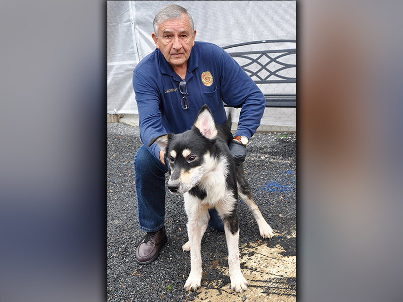 This male, Husky mix was brought to Animal Control December 1 as an owner surrender. He has a long, black and white coat. View him using intake number 340-20. He is shown with Animal Control Officer J.R. Cornett.