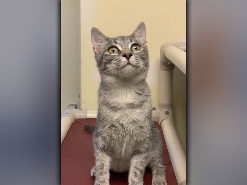 The Humane Society of Blue Ridge cat of the week is Calvin. He is a precious five-month-old light gray tabby with a great personality. Calvin is very energetic, loves people and gets along well with his suitemates at the Adoption Center. He is neutered, microchipped and current on his vaccinations. Contact the Adoption Center at 706-632-4357 to schedule a visit with Calvin. 