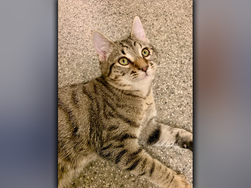 The Humane Society of Blue Ridge cat of the week is Andrew. He is an adorable five-month-old tabby who loves people and is energetic. Andrew is fascinated with shoes, so beware of sneak attacks! He is neutered, microchipped and current on his rabies vaccination. Contact the Adoption Center at 706-632-4357 for more information about Andrew.