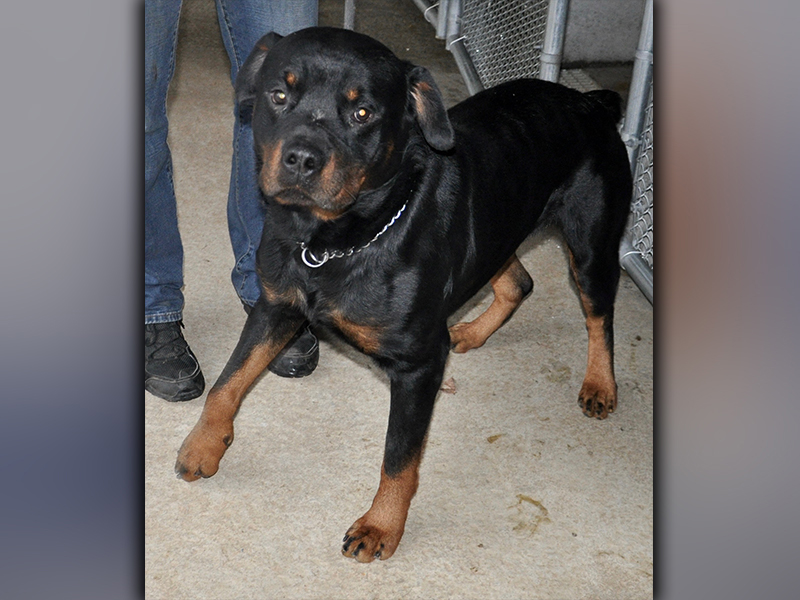 This male Rottweiler was picked up on Chestnut Gap in Blue Ridge December 28. He has a sleek, black coat with brown. He is a good boy. View him using intake number 366-20.