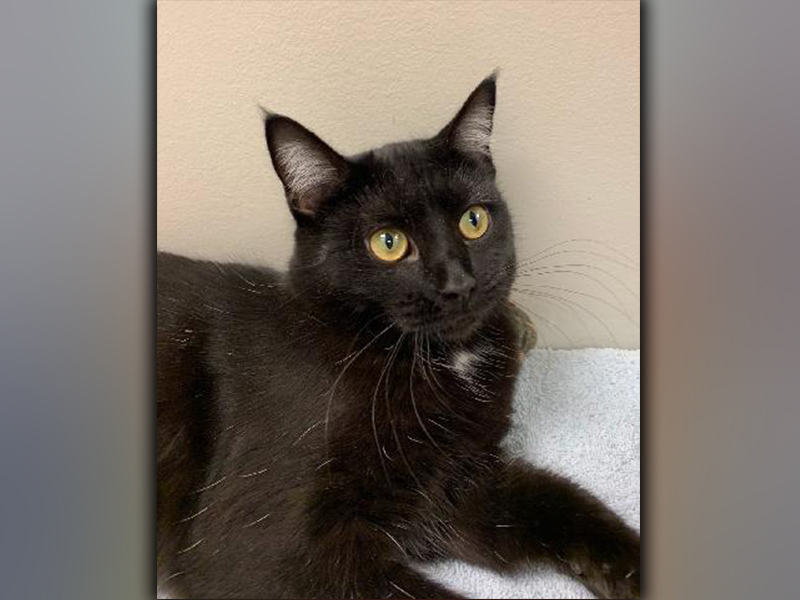 The Humane Society of Blue Ridge cat of the week is Ember. She is a one-year-old black beauty with white hairs sprinkled throughout her shiny coat. Ember loves people and is happy when she has a lap to sit in. She gets along famously with her Adoption Center suite-mates after letting them know she is the queen. Ember is spayed, micro-chipped and is current on her vaccinations. For more information about this regal feline, contact the Adoption Center at 706-632-4357.