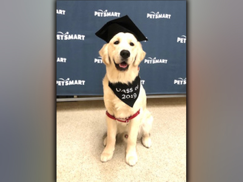 Charlie is shown following the completion of his six-week Behavioral Training Class at PetSmart, which he graduated with honors in.