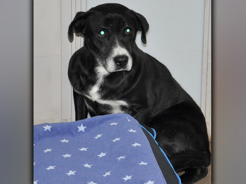 This male, Lab mix was picked up on Ensley Road in Epworth December 16. He has a beautiful black and white coat. This boy needs some good loving. View him using intake number 362-20.
