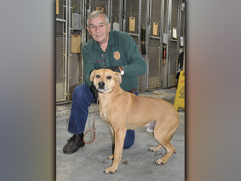This handsome, male, Lab mix named Cooper has been at Animal Control since January 14. He has a short, reddish-blonde coat and is very well behaved and playful. View him using intake number 015-21. Cooper is shown with Animal Control Officer J.R. Cornett.