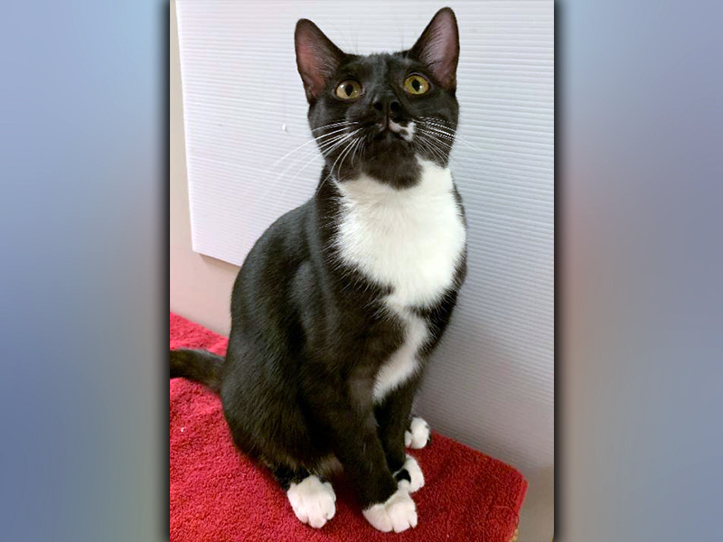 The Humane Society of Blue Ridge cat of the week is Mufasa. He is a one-year-old beauty who happily greets any stranger that comes his way. Mufasa has gorgeous black and white fur with unique markings. He is neutered, microchipped and current on his vaccinations. Contact the Adoption Center at 706-632-4357 for more information about Mufasa. He will make a purrfect addition to your family.