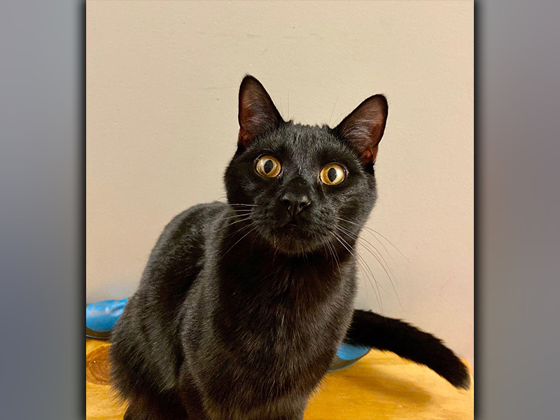 The Humane Society of Blue Ridge cat of the week is Shadow. He is 10 months old and has the exotic look of a black panther. Shadow is very easy going and quite the social butterfly! He gets along famously with people and other felines and has an inquisitive nature. Contact the Adoption Center at 706-632-4357 to learn more about this wonderful little fellow. He is neutered, microchipped and current on his vaccinations, so he is ready to become a part of your family.