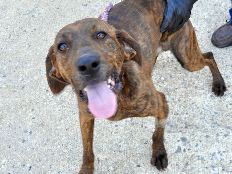 This male Plott Hound was picked up on Ada Street in Blue Ridge January 13. He has a short, brindle coat and likes to run. View this cutie using intake number 012-21.