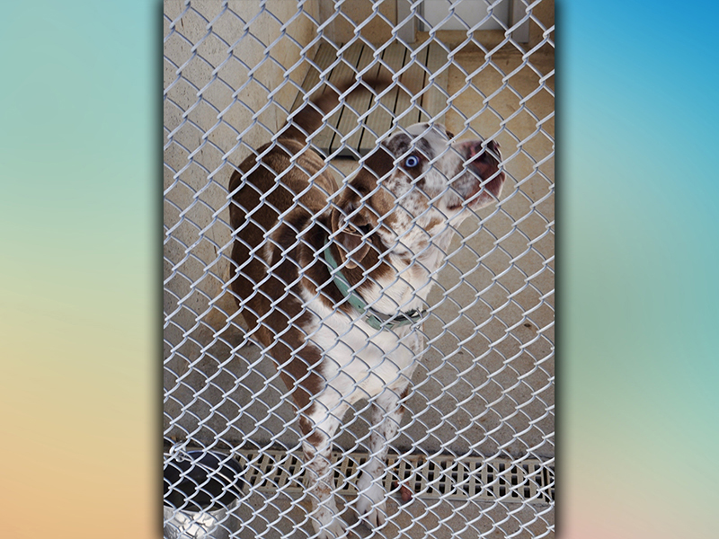 This male Mountain Cur was picked up on Pan Will Road in Mineral Bluff February 20. He has a white and brown, speckled coat with a blue eye and a brown eye. View this handsome guy using intake number 034-21.
