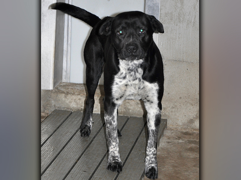 This male, Lab mix was found on Tennis Court Road in Blue Ridge March 9. He has a beautiful, black coat with speckles. View him using intake number 047-21.
