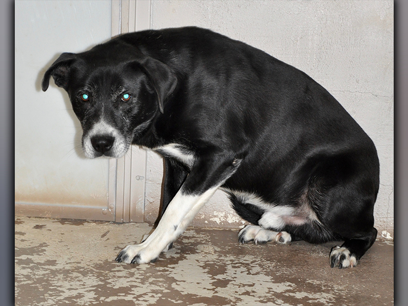 This male, Lab mix has been at Animal Control since December 16. He was found on Ensley Road in Epworth. He has a shiny, black coat with white spots. View him using intake number 362-20.