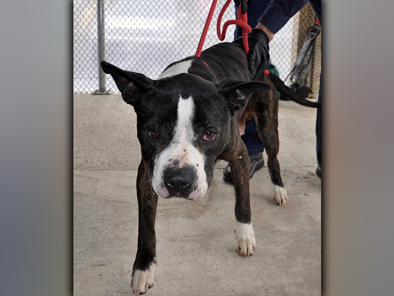 This male, Boxer mix was picked up on Johnny Gap Road in Suches March 11. He has a dark, brindle coat with white mittens. View this good boy using intake number 049-21.