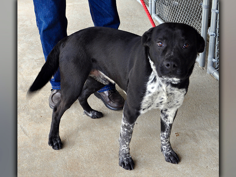 This male, Lab mix was picked up on Tennis Court Road in Blue Ridge March 9. He has a beautiful black coat with a white and black speckled chest. View him using intake number 047-21.