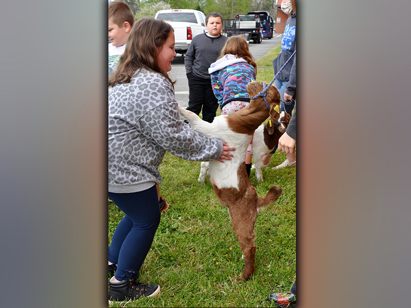 This little goat couldn’t help but to embrace East Fannin Elementary School third grade student Baillie Traylor during the Fannin County High School FFA Chapter’s Ag Day. Carson Zimmerman watches from behind.