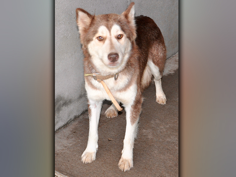 This male, Husky mix was picked up on Solar Road in Blue Ridge May 5. He has a pretty, red and white coat. View him using intake number 140-21.