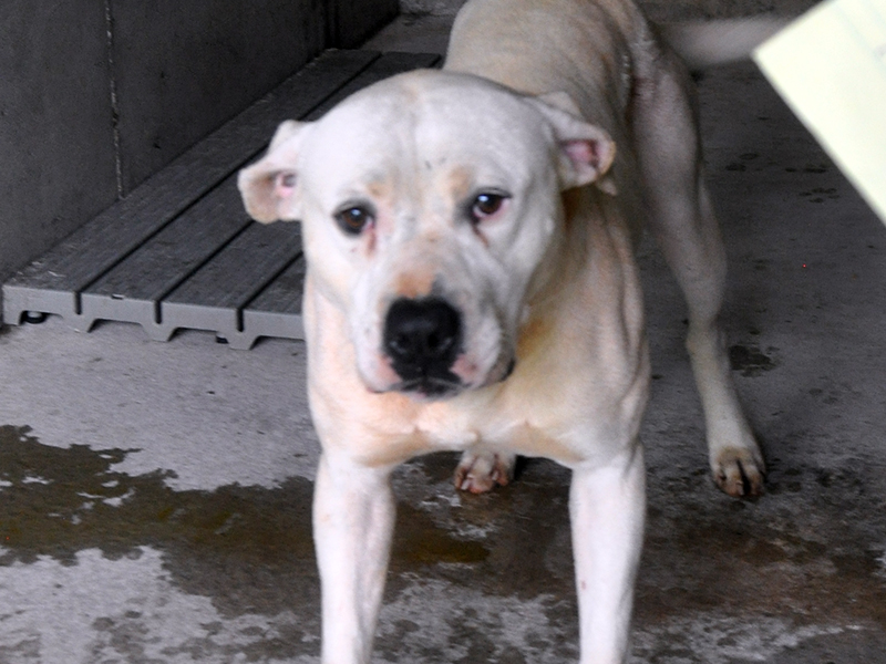 This male, Bull mix was picked up on Ballewtown Road, in Blue Ridge, May 26. He has a short, white coat and enjoys playing outside. View him using intake number 166-21.