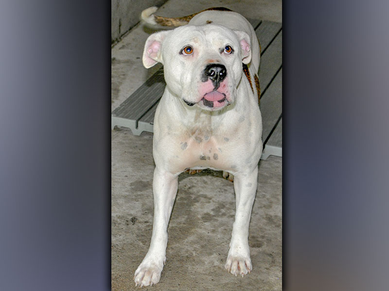 This female Pit Bull mix was picked up on Adra Road in Morganton Thursday, June 17. She has a white coat with brindle spots. View this pretty girl using intake number 194-21.