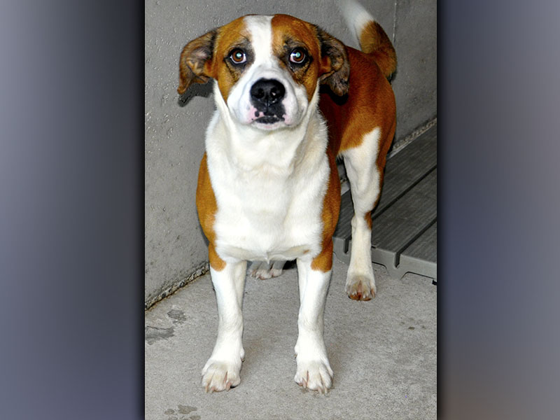 This male Basset Hound and Beagle mix was dropped off June 11. He has a white coat with red spots. View this cutiepie using intake number 191-21.