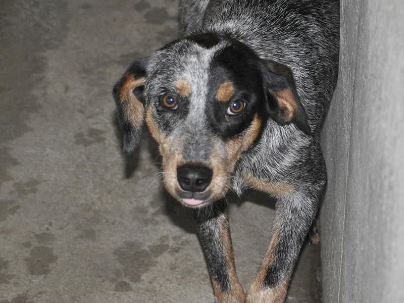 This male, Blue Heeler mix was picked up on Morganton Highway in Morganton May 29. He has a salt and pepper coat with hints of brown. View this good boy using intake number 176-21.