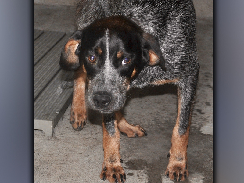 This male, Blue Heeler mix was picked up on Morganton Highway in Morganton May 29. He has a salt and pepper coat with brown boots. View this sweetie using intake number 175-21.
