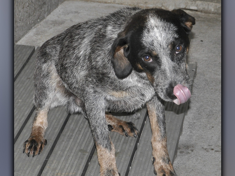 This male, Blue Heeler mix was picked up on Morganton Highway in Morganton May 29. He has a short, salt and pepper coat with hints of brown. View this cutie using intake number 174-21.