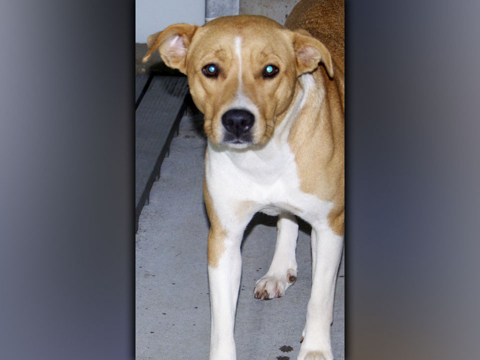 This female mix was surrendered by her owner Thursday, July 15. She has a short, orange and white coat. View this good girl using intake number 228-21.