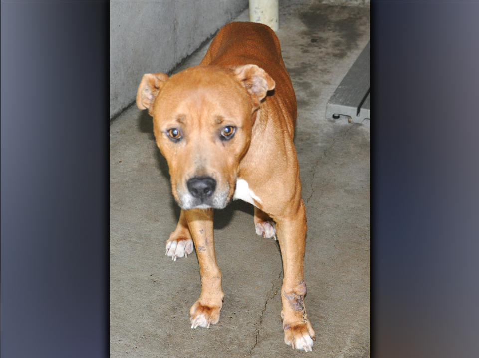 This male Boxer mix was left at animal control June 5, and volunteers call him Marty. He has a light brown coat with white toes. View this sweetie using intake number 182-21.