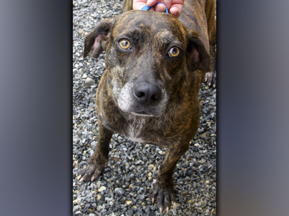 This female Plott Hound was dropped off at animal control August 18. She has a caramel brindle coat. View this pretty girl using intake number 296-21.