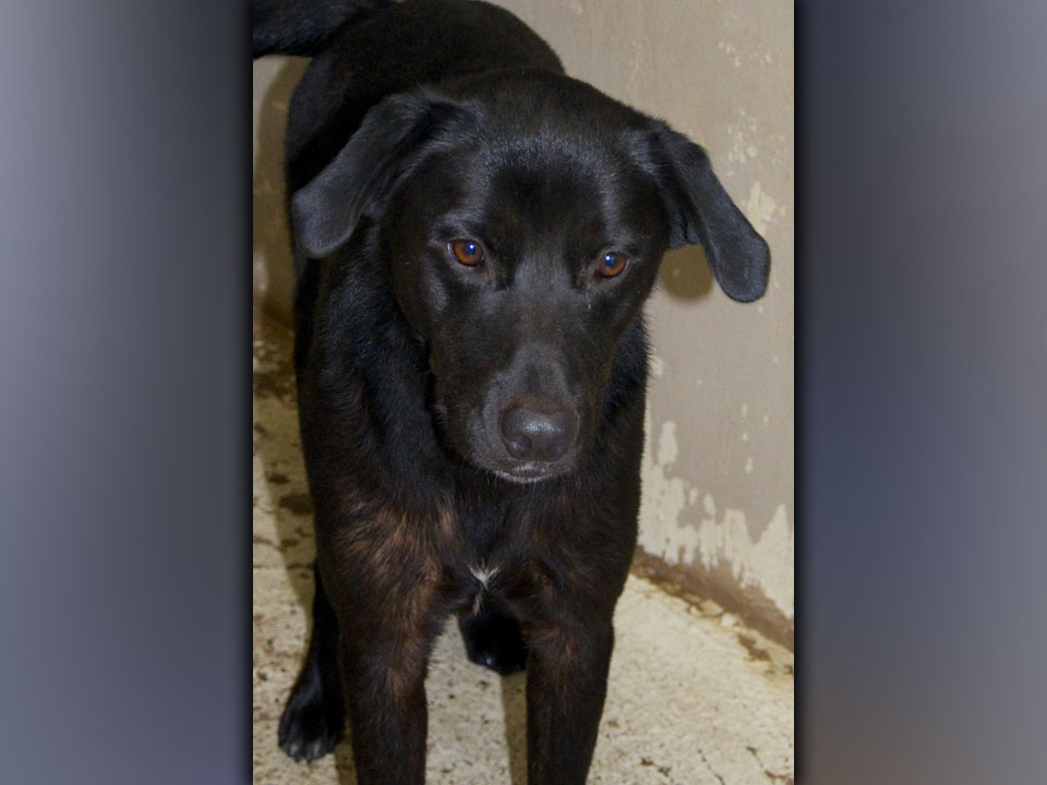 This male Lab mix was found on Highway 60 in Morganton August 18. He has a black coat with cognac-colored eyes. View this good boy using intake number 297-21.