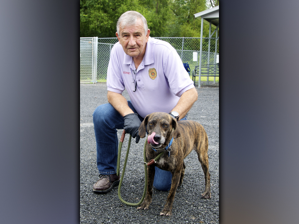 This female Plott Hound mix, who volunteers call Gemma, was picked up on Cutcane Road in Mineral Bluff August 18. She has a caramel-brindle coat with beautiful tan eyes. View this pretty girl using intake number 296-21. She is shown with animal control Interim Manager J.R. Cornett.
