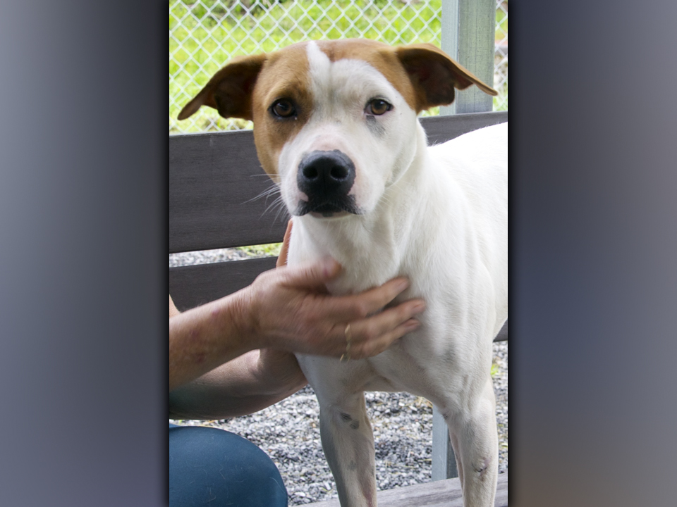 This female mix named Cocoa was surrendered by her owner May 14. This gal has a white coat with orange spots. View this sweetie using intake number 161-21.